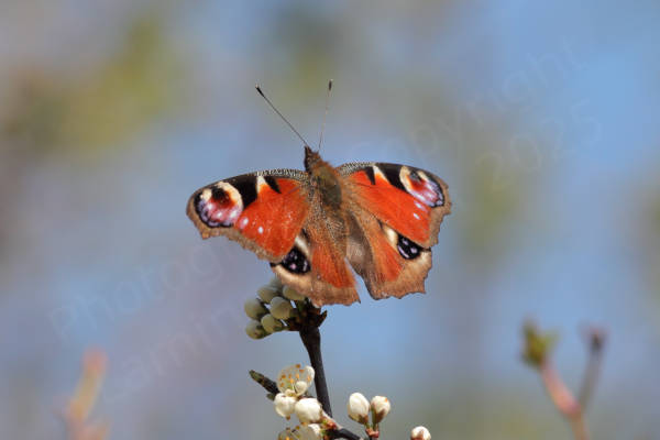A Peacock Butterfly is sunning itself on top of a Blackthorn bush