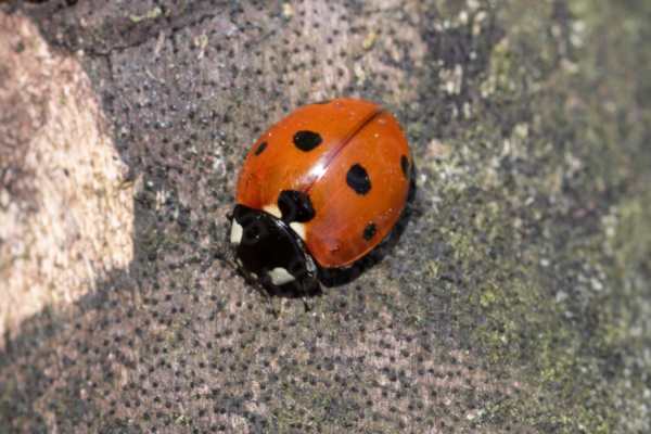 An overhead view of a Seven Spot Ladybird walking along a fallen tree trunk.
