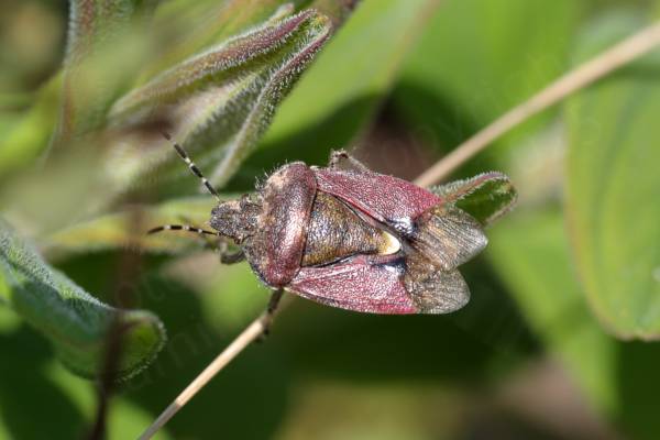 An overhead view of a Hairy Shieldbug exploring some foliage.