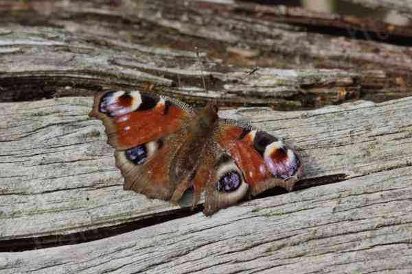 Basking on a sunlit log is a brightly coloured butterfly with a very hairy dark brown body and mostly crimson wings with a large round circle on each wing.