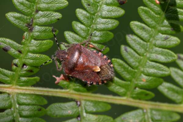 The adult Hairy Shieldbug has black and white striped antenna contrasting with the mostly purple brown colouration of its body and is covered in longish pale coloured hairs.