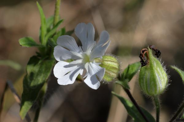 The flower of the White Campion plant is unsurprisingly pure white in colour with 5 deeply notched petals behind which is the large hairy pale green calyx.