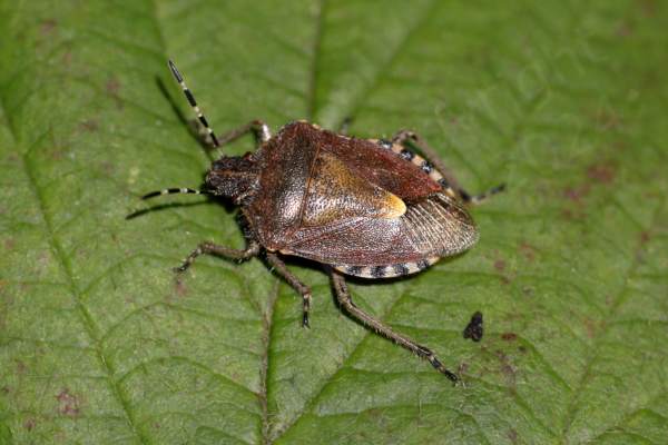 The adult Hairy Shieldbug has black and white striped antenna contrasting with the mostly purple brown colouration of its body and is covered in longish pale coloured hairs.