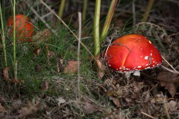 Two small bright red Fly Agaric fungi are nestled amongst the grass and fallen leaves.