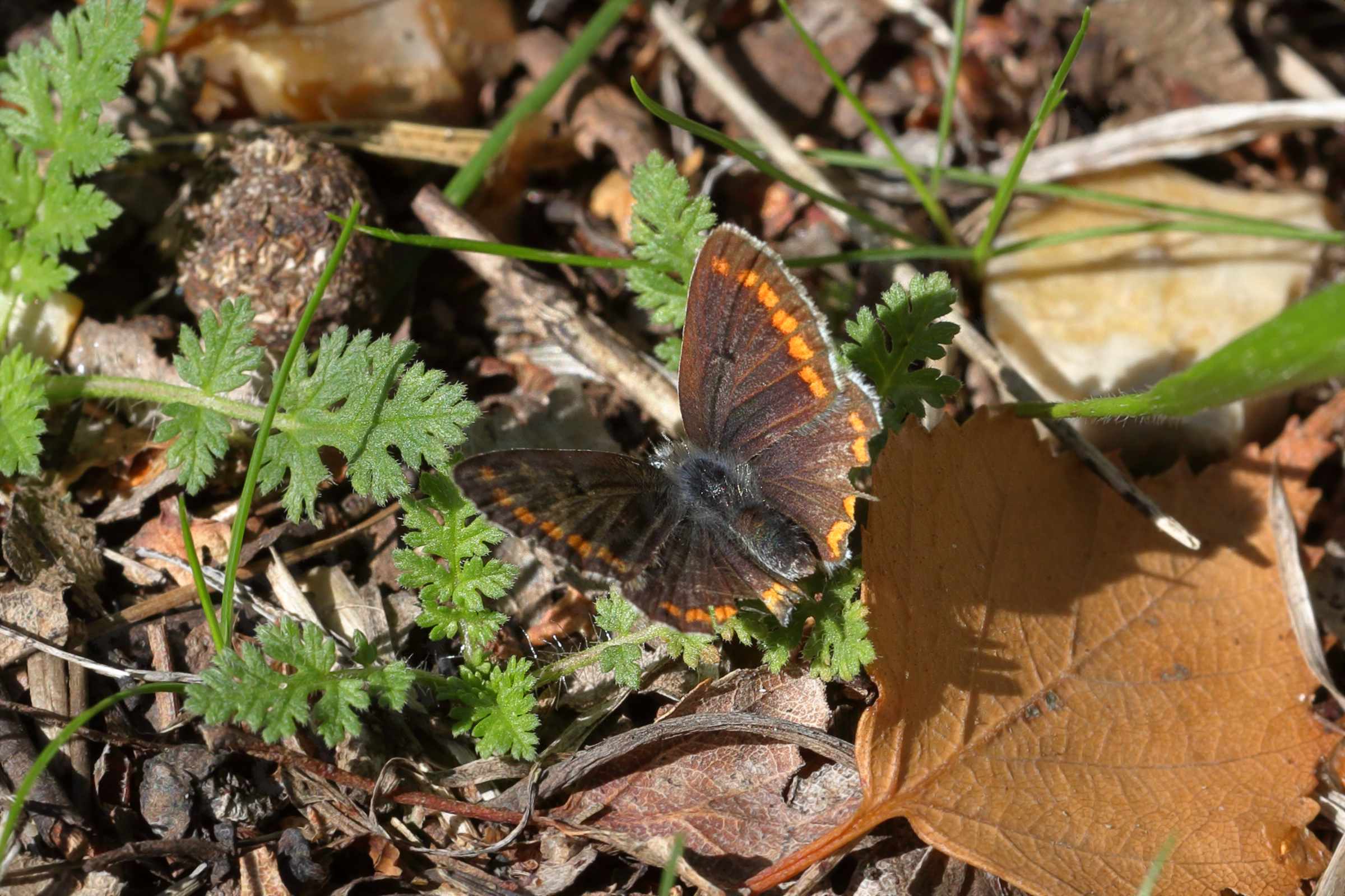 A small hairy Brown Argus Butterfly with open wings showing orange spots around the edges is busying itself in the undergrowth.