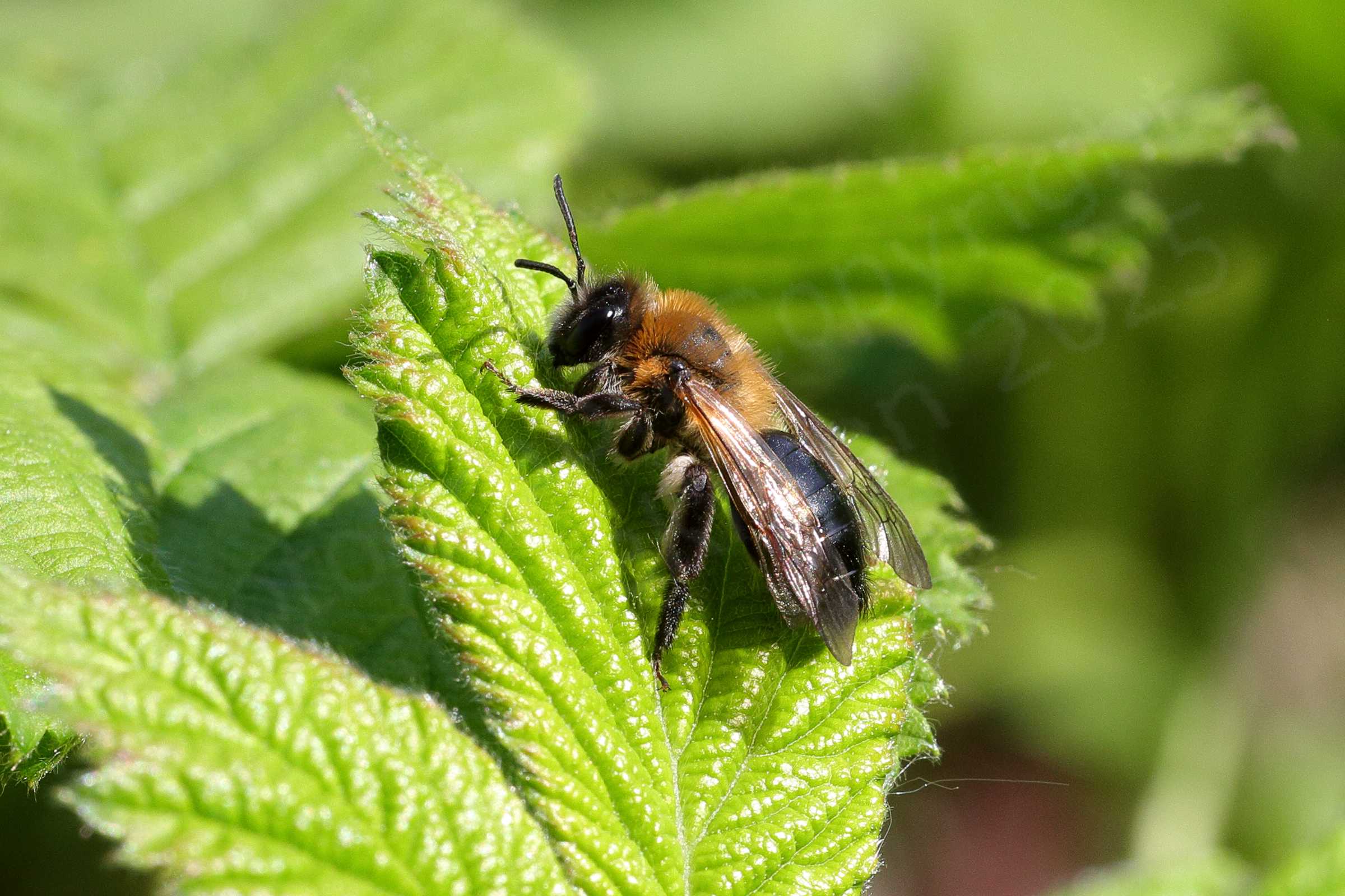 Resting on a leaf is a small Bee mostly black in colour but with long golden brown hair covering its thorax.