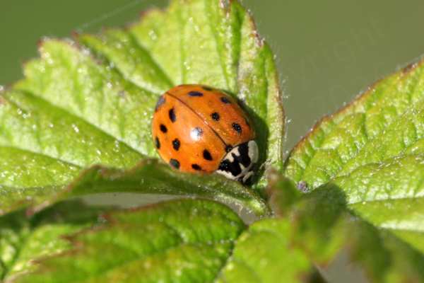 Nestled amongst some foliage is a Harlequin Ladybird 