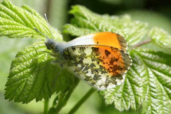 A male Orange Tip Butterfly at rest with folded wings showing the large orange patch on the tip of its white upperwings and the greenish brown pattern on the underwings. 