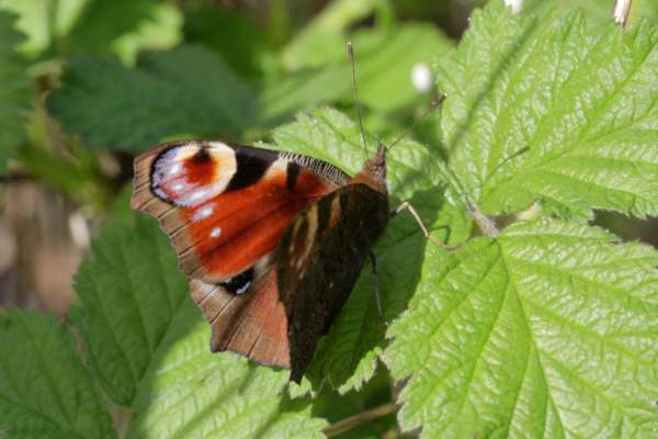 A brightly coloured Peacock Butterfly with partially folded wings is resting on a large leaf.