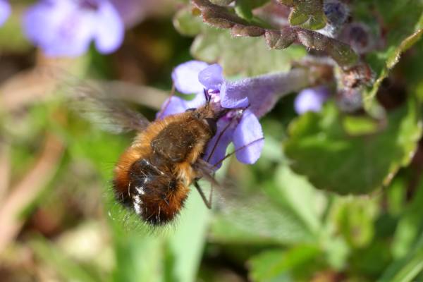 A rather furry Bee Fly is feeding from a Ground Ivy flower using its long proboscis.