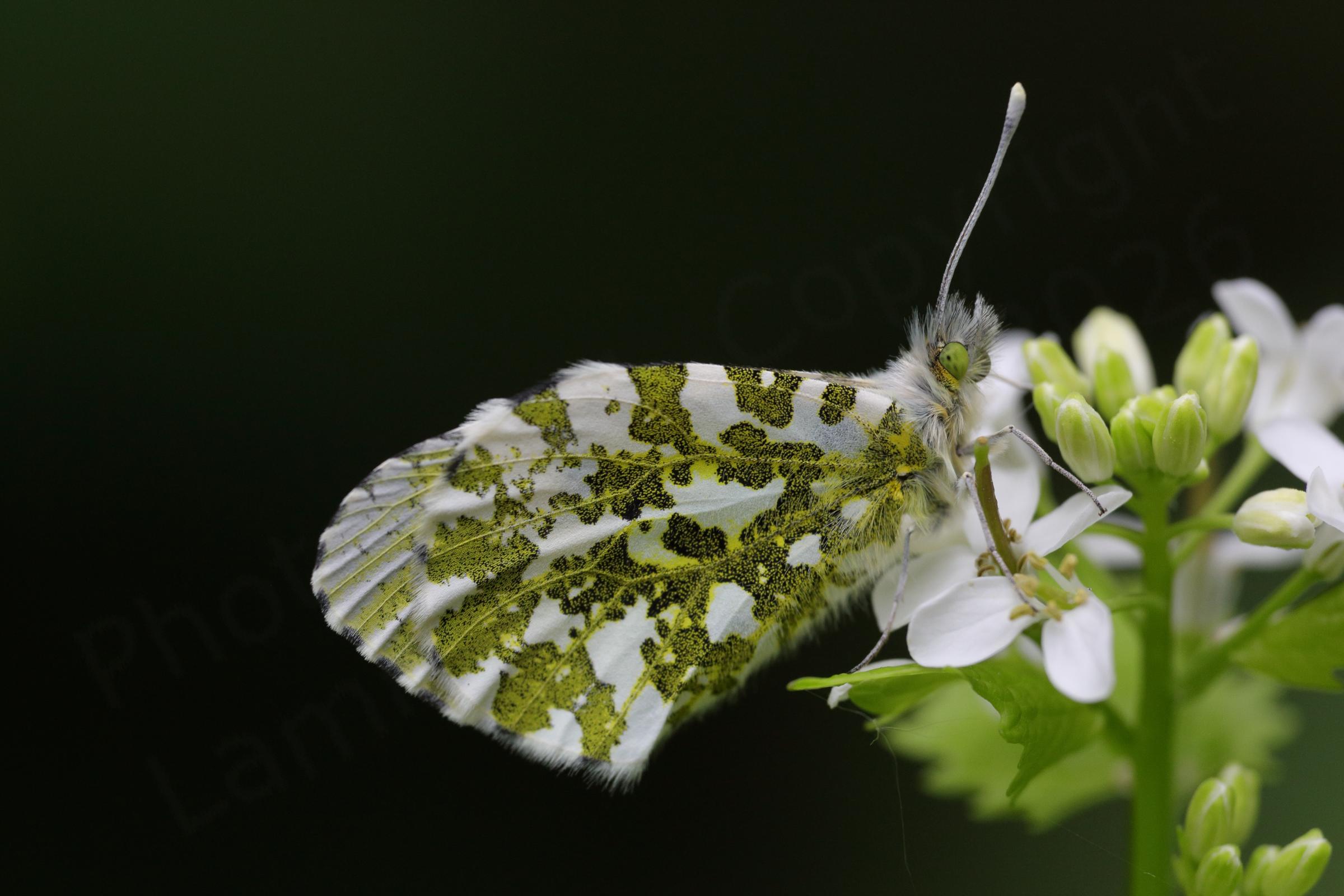 An Orange Tip Butterfly at rest with folded wings showing the intricate white and green pattern on the undersides.