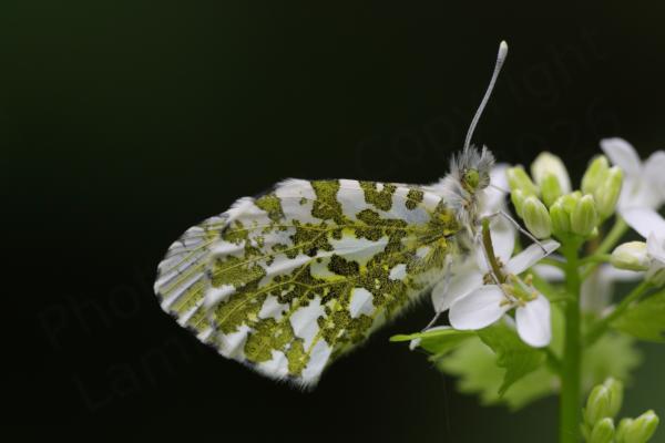 An Orange Tip Butterfly at rest with folded wings showing the intricate white and green pattern on the undersides.