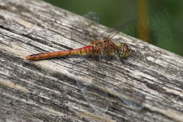 Superficially similar to the Common Darter the Ruddy Darter is a smallish Dragonfly with the same habit of resting on sticks but the mature male is a rich red colour and the females yellow brown both have dark black legs with no vertical stripes.