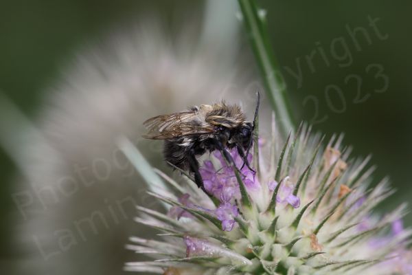 A very hairy bee mostly black in colour with very untidy white to light brown hairs on top of its thorax and abdomen.