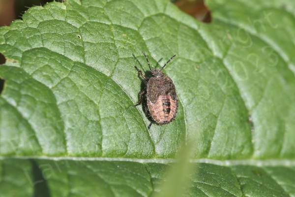 The adult Hairy Shieldbug has black and white striped antenna contrasting with the mostly purple brown colouration of its body and is covered in longish pale coloured hairs.