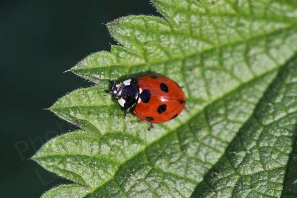 The Seven Spot Ladybird has a black head with white markings and bright red wing cases with an unsurprising total of seven black spots.