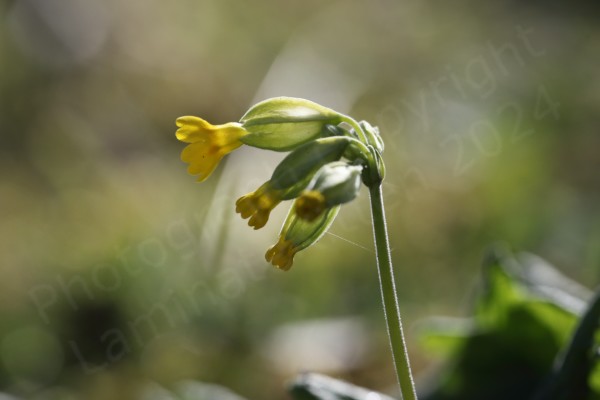The low sun is highlighting the fine hairs on the tall elegant stems of a clump of yellow flowered Cowslips.
