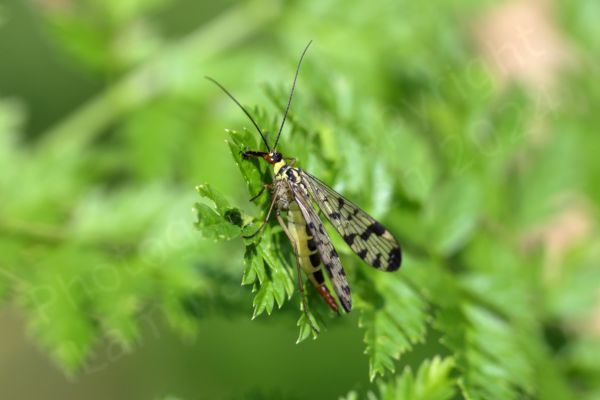 The Scorpion Fly is a very distinctive looking insect with its black chequered markings on translucent wings and a pale yellow and black body leading to a red tail which in the male is curled upwards rather like a scorpions.