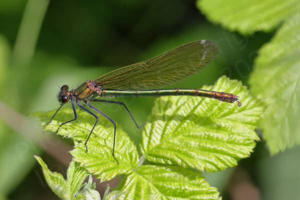 A green female Banded Demoiselle perching on a bright green leaf in the sun which is giving the insect a beautiful almost iridescent appearance.