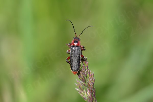 A vibrantly coloured red and black beetle is investigating the seed head of a stem of grass.
