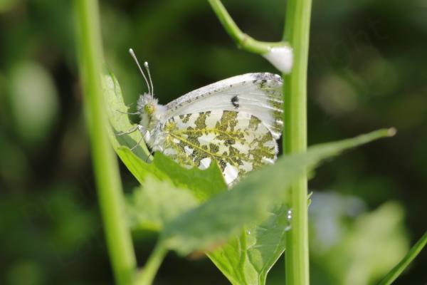 Slightly obscured amongst lime green foliage is a female Orange Tip Butterfly with her wings folded making the white underside with beautiful intricate yellow and green markings visible.