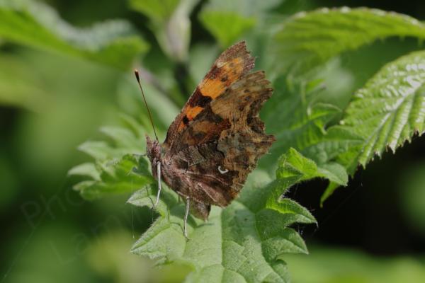 The Comma Butterfly is a largish orange and brown butterfly with very distinctive almost ragged shaped wings and a white C shape on the underwing.