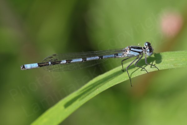 A slender male Damselfly in a pale blue colour with the black almost mushroom shaped markings along his back identifying him as a Common Blue.