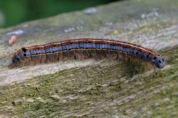 A large blue and black speckled hairy Caterpillar with horizontal stripes in white red and yellow.
