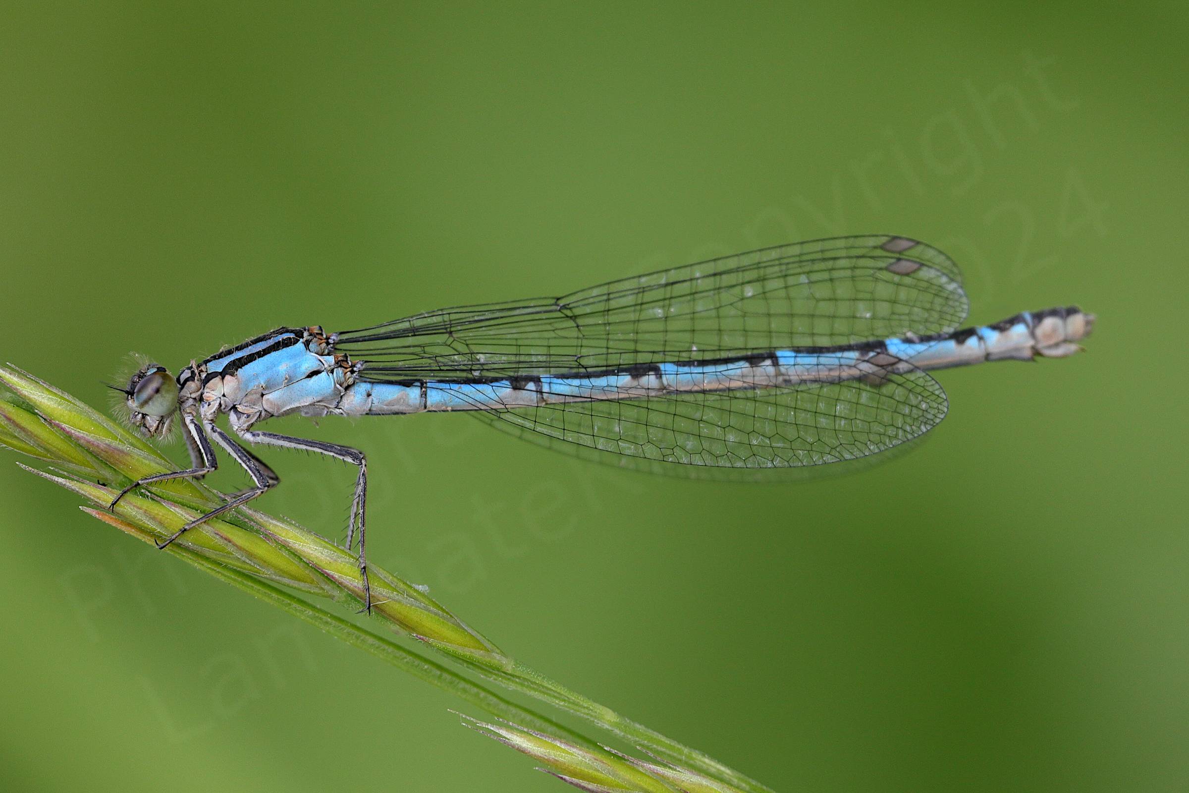This slender female Common Blue Damselfly has a mostly blue body with black markings on her topsides and more creamy coloured lower down.