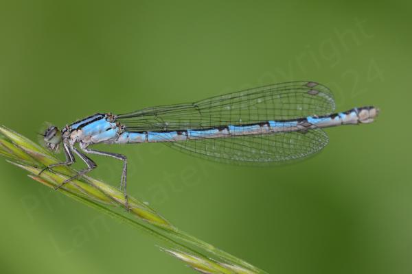 This slender female Common Blue Damselfly has a mostly blue body with black markings on her topsides and more creamy coloured lower down.