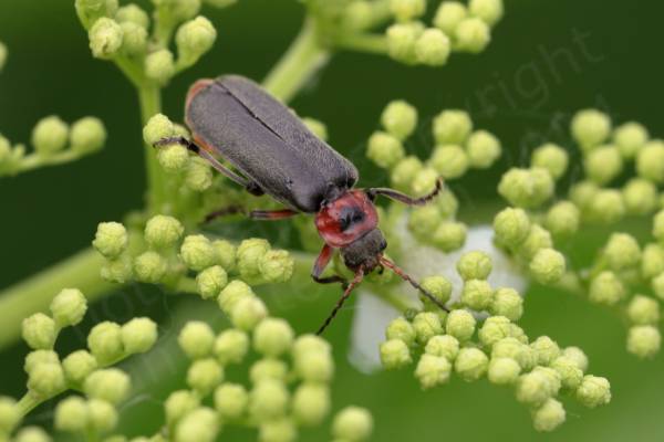 A red under and black upperbodied Soldier Beetle which has a red pronotum with a black heart shape in the middle and red legs which change to black further down.
