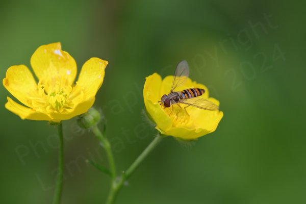 A pair of Buttercup flowers are enjoying the attentions of a small brown Hoverfly with broad orange and narrow greyish bands interspersed across its abdomen.