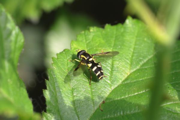 A large leaf is hosting a small Hoverfly which is mostly a glossy black colour with a yellow frons a single yellow stripe along each side of its thorax and with broken yellow bands crossing its abdomen.