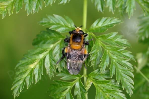 An excellent Bumblebee mimic this large furry Hoverfly has distinctive feathered antenna a golden body with both a black thoracic dorsum and band towards the tail which is white.