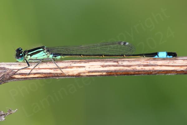 This slender Damselfly is mostly a darkish brown colour with blueish green markings on its thorax and eyes and a brighter blue band around its tail area.