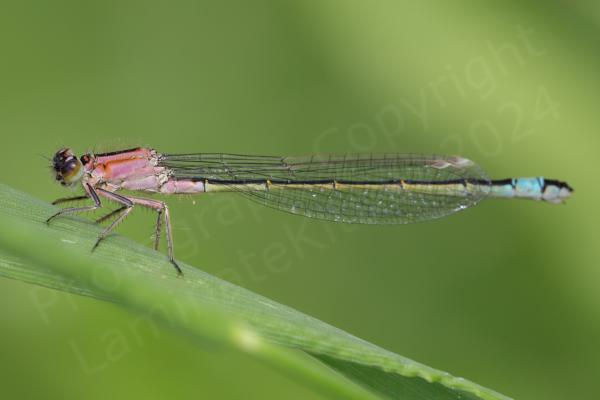 This Blue-tailed Damselfly is a bright salmon pink colour turning to a muted olive green along the abdomen before reaching the bright blue band at the tail which gives the species its common name.