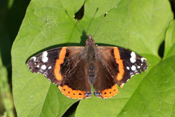 The Red Admiral is a large mostly black Butterfly with a wide orangy red stripe along the middle of the upper forewings and white blotches towards the wing tips.