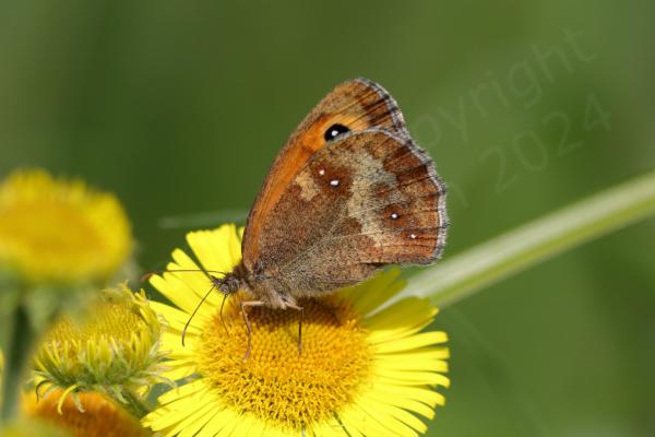 A bright yellow Common Fleabane flower is hosting a Gatekeeper Butterfly with its wings folded exposing the light brown to darker coppery brown undersides.