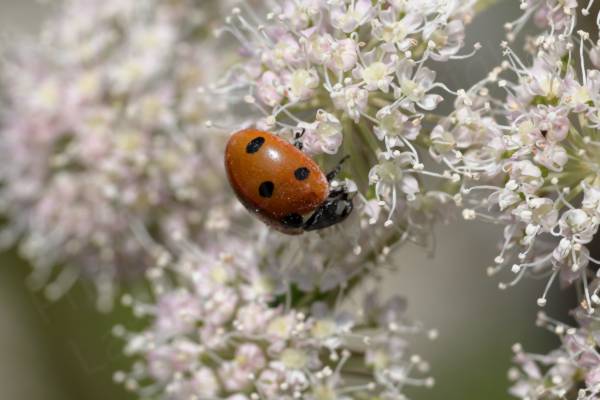 The Seven Spot Ladybird has a black head with white markings and bright red wing cases with an unsurprising total of seven black spots.