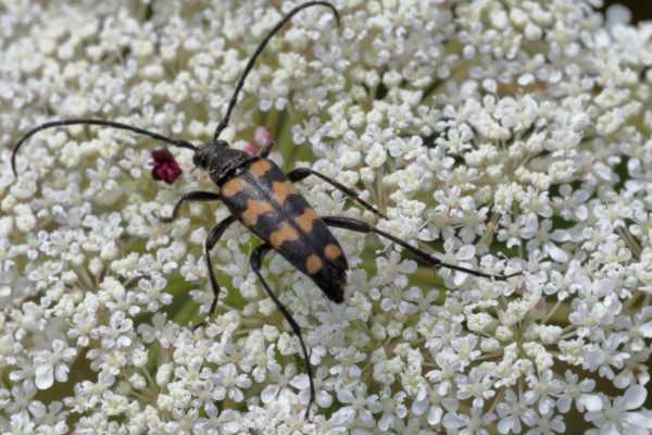 A slender black beetle with longish legs and slightly curled antenna is sporting the four broad yellowy orange stripes across its back that it is name after.