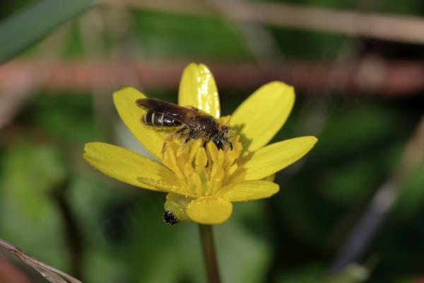 A medium sized bee covered in pollen is rummaging around on a yellow Lesser Celandine flower.