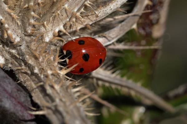 A Seven Spot Ladybird exploring what looks like an old brown Teasel stem.