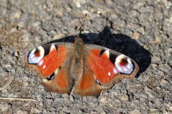 A Peacock Butterfly with open wings is basking in the sunshine on a warm path.