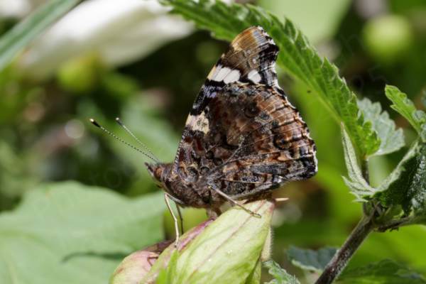 A Red Admiral Butterfly with its wings folded showing intricate patterns of dark brown and black on the underwings.