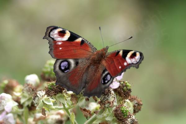 A colourful Peacock Butterfly with open wings.