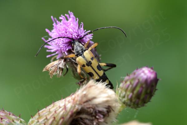 A long slender beetle black in colour with yellow legs and yellow and black wing cases.