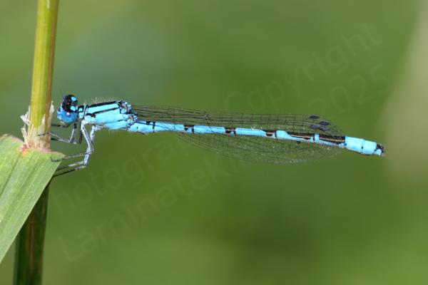 A long slender bright blue Common Blue Damselfly holding onto the stem of a plant.