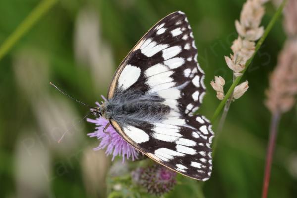 A large brown and white Butterfly with open wings is feeding on a flower.