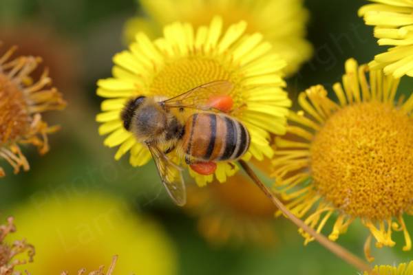 A hairy bee with dark bands across its golden brown abdomen and large bright orange pollen sacs is feed on a Fleabane flower.