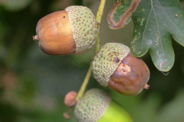 A small cluster of pale brown acorns still attached to an Oak tree.